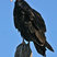 Turkey Vulture